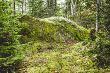 Moss-covered rock along a forest trail in early autumn light