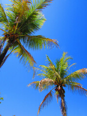 Fototapeta premium A beautiful coconut tree on a sunny day with blue sky