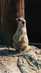 Meerkat Standing Upright on Rock © Marcin