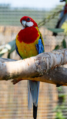Colorful Parrot Sitting on Branch © Marcin