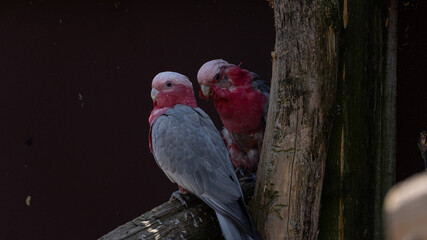 Two Pink Galah Cockatoos Sitting on a Branch © Marcin