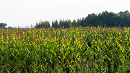 Obraz premium Wide View of Cornfield in Summer