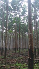 Misty rubber tree plantation