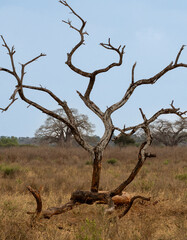 Leafless dead tree standing alone in the dry Tanzanian savanna with scattered baobabs in the...