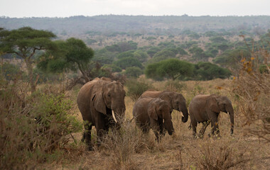 Obraz premium Group of African elephants walking together through the Tanzanian savanna wilderness.