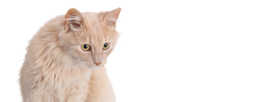 Cute ginger cat with green eyes isolated on white background, PNG cutout image for design, advertising, digital art, web and print projects.
