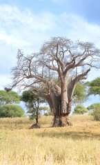 Large baobab tree rising above dry grassland in Tanzania, framed by a bright blue sky.
