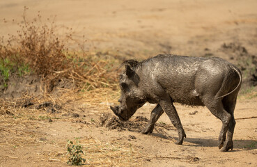Warthog covered in mud walking across sandy ground in Tanzania’s dry savanna wilderness.