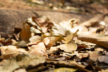 Dry wilted autumn leaves scattered on the ground. Outdoor shot with natural light and subtle shades, beige and brown colors. Ideal for fall season, environment, Earth Day.