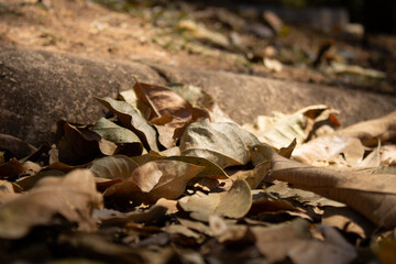 Dry autumn leaves scattered on the ground. Outdoors shot, natural light, subtle shades, beige and brown colors. Ideal for fall season, environment, Earth Day.