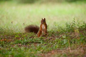 Red squirrel sitting on earthy ground