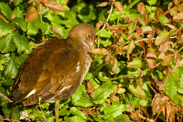 Close-up of a young common moorhen (Gallinula chloropus) in the morning sunlight	
