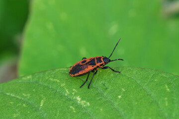 Firebug, Pyrrhocoris apterus, on Green Leaf Close-Up