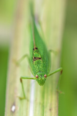 Great Green Bush Cricket Tettigonia viridissima Close-up on Grass
