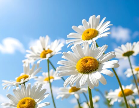 White daisies against a bright blue sky - Powered by Adobe