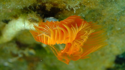 Polychaeta Smooth tubeworm or red-spotted horseshoe (Protula tubularia) close-up undersea, Aegean...