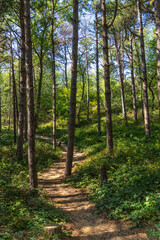 Footpath through forest and dunes with footsteps, tracks in the sand between sedge bushes, footprints on the way, blowing grass in the wind, nobody, a lonely path by the North Sea, solitude