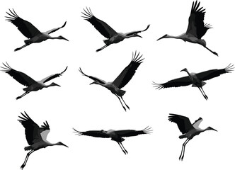 Flying stork silhouette vector set, bird in flight illustration, wild bird graphic, stork migration pose, elegant nature animal design