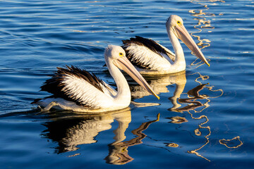 Pelicans in Love