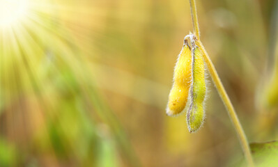 Soybean fields. Yellow-golden, ripe soybean pods on a sunny day. Blurred background. Concept of a good harvest, global food crisis. Macro.