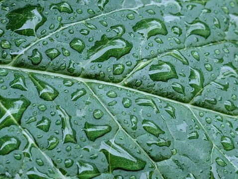 green leaf with water drops