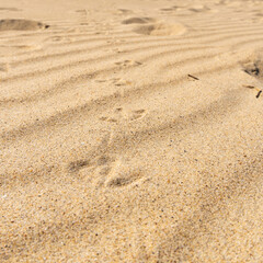 Wind makes structures in the sand at the North Sea, natural art on the sandy beach, a storm over the beach forms sand, a beautiful pattern