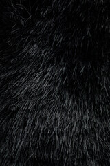 Black animal`s fur wallpaper