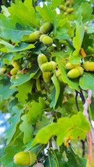 A lot of acorns on the tree are still green on a bright day