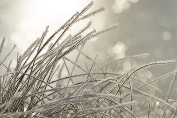 Close-up of a plant covered with frost as a winter background. Nature and atmospheric details of winter. 