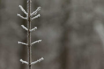 Close-up of a plant covered with frost as a winter background. Nature and atmospheric details of winter. 