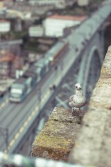 A seagull perches on a weathered stone ledge, overlooking the Ponte Luis I Bridge and the Douro River flowing through Porto. Traffic passes below, creating a blurred motion effect