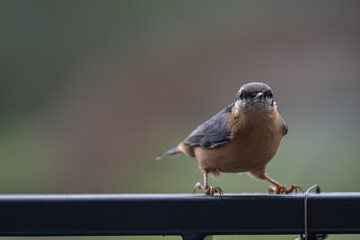 Curious Nuthatch with an Intense Stare on a Rainy Day