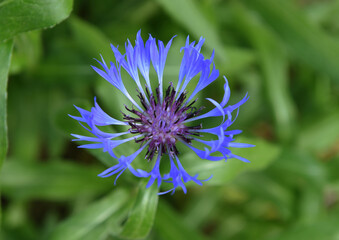 Bleuet