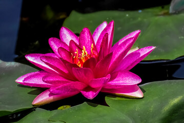 Red water lily. (Red Lotus)