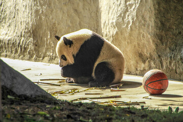 Panda feeding at the Panda Research Center, Chengdu, China.