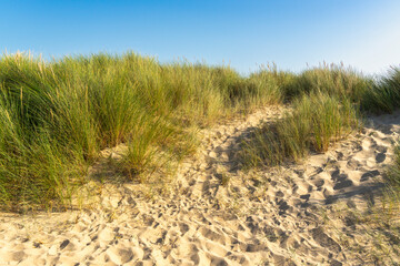 Footpath through dunes with footsteps, tracks in the sand between sedge bushes, footprints on the...