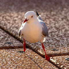 Red-billed Seagull