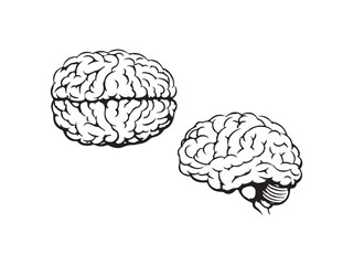 Human Brain Vector Outline