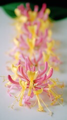 Fototapeta premium Close-up view of honeysuckle flowers showcasing vibrant yellow and pink tubular blooms against a soft white background