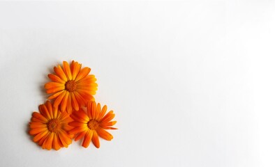 Calendula flowers on a white background. Calendula officinalis.