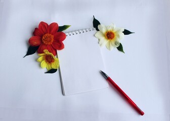Calendula flowers on a white background. Calendula officinalis.