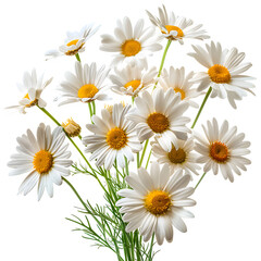 Fototapeta premium Daisies floral arrangement fresh cut flowers bouquet spring blossoms isolated transparent background in clear view with natural colors and sharp focus on a plain background. Simple clean style for sto
