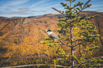 Bird perched on a conifer tree amidst a vibrant autumn landscape in a mountain range