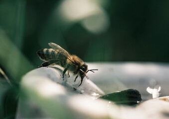 A honeybee delicately perches on the edge of a shallow, white bowl filled with water. The bee appears to be drinking, illuminated by soft daylight, amidst the greenery of a garden