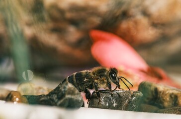 A honeybee, covered in pollen, carefully drinks nectar from a dark stone surrounded by pink flower petals on a sunny day, preparing to return to the hive