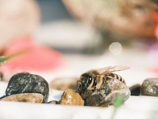 A bee is delicately positioned on small rocks, drinking water. The scene is awash in soft light, with hints of floral color adding to the summery ambiance