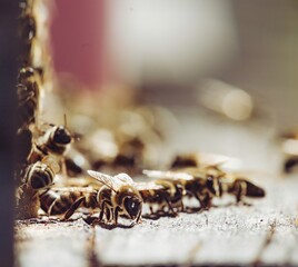 Bees cluster near their hive entrance on a summer afternoon. They seem busy, collecting nectar and pollen as they work together in this bustling colony