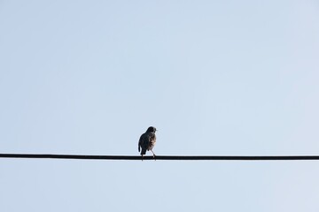 A single speckled Starling is perched on a stark black wire. The bright blue sky provides a serene backdrop to the bird's solitary moment