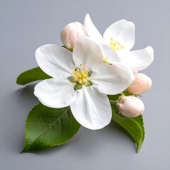 Fototapeta premium Close-up of delicate apple blossoms