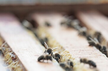 A collection of honeybees crawl around a wooden frame, gathering nectar and pollen, constructing their honeycomb structure inside of the hive